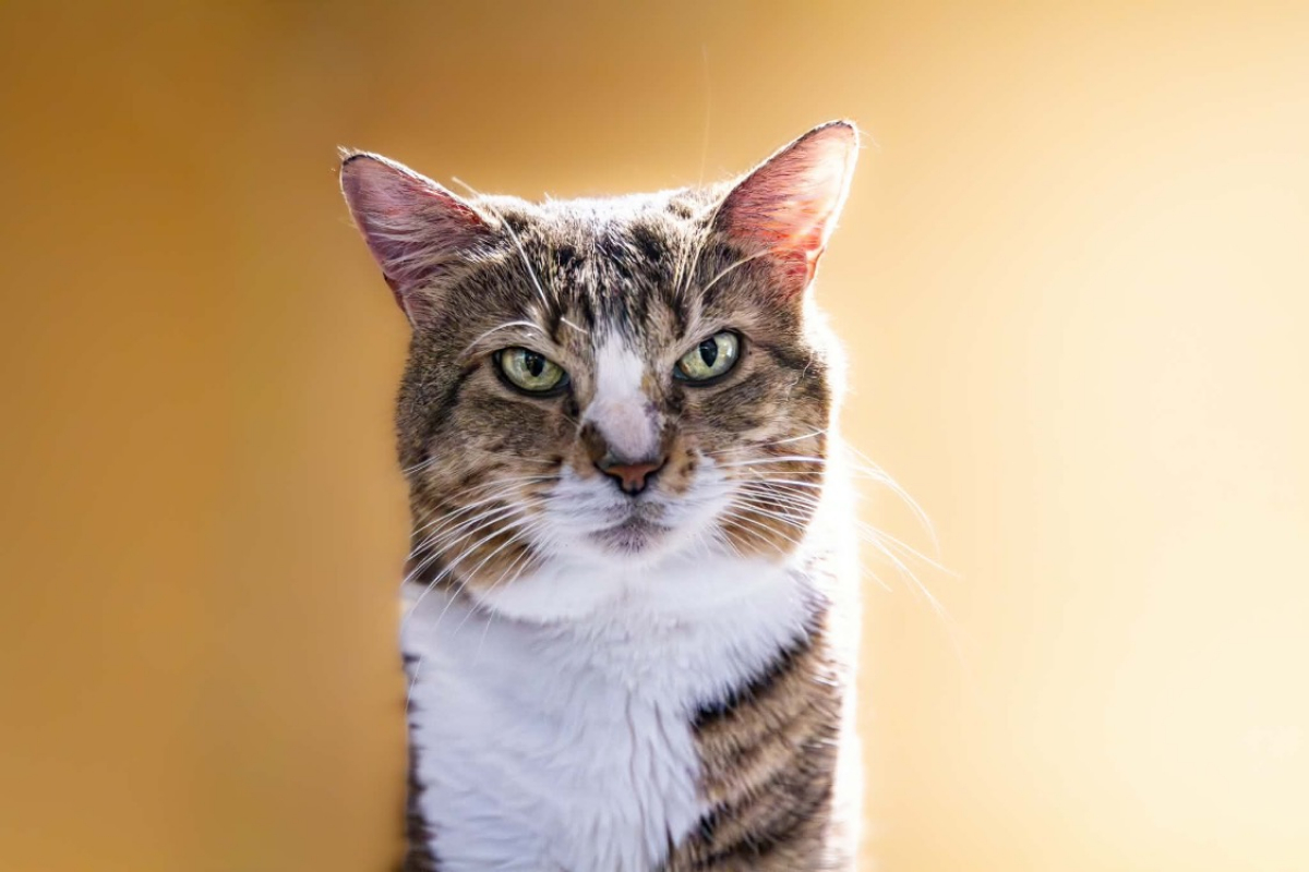 Poupette - Chat Européen à adopter - photo 2