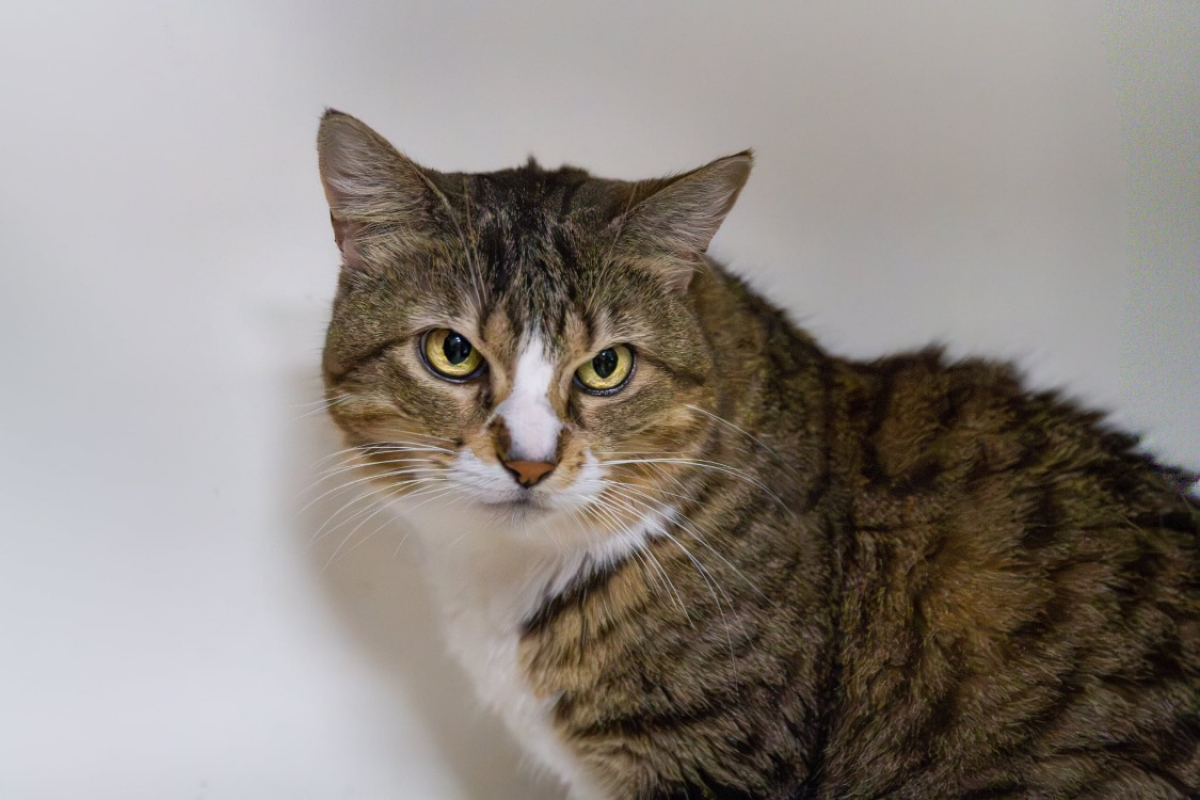 Poupette - Chat Européen à adopter - photo 3