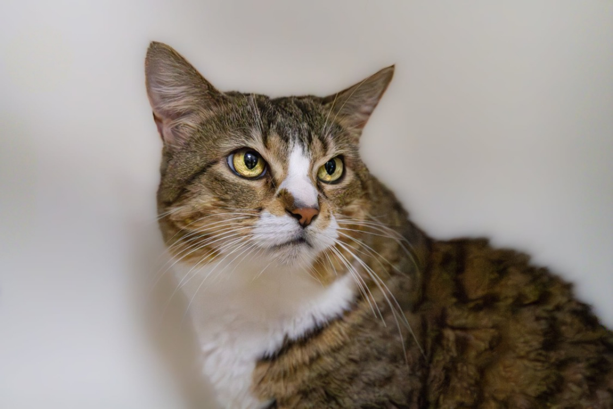 Poupette - Chat Européen à adopter - photo 4