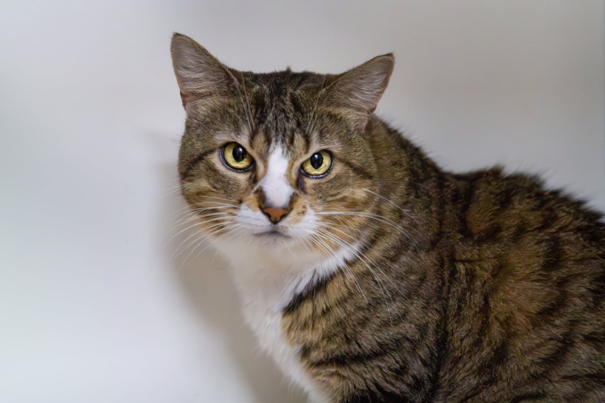 Poupette - Chat Européen à adopter - photo 5