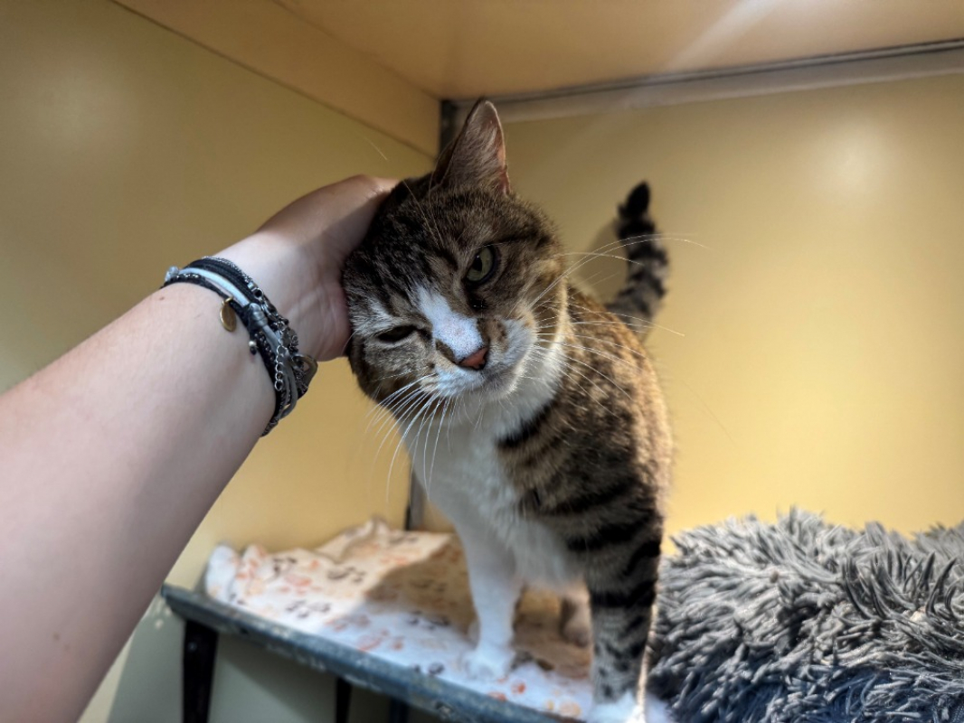 Poupette - Chat Européen à adopter - photo 6