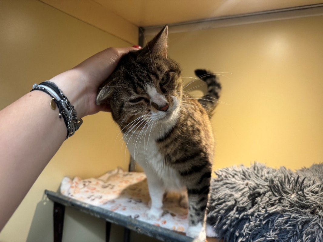 Poupette - Chat Européen à adopter - photo 11