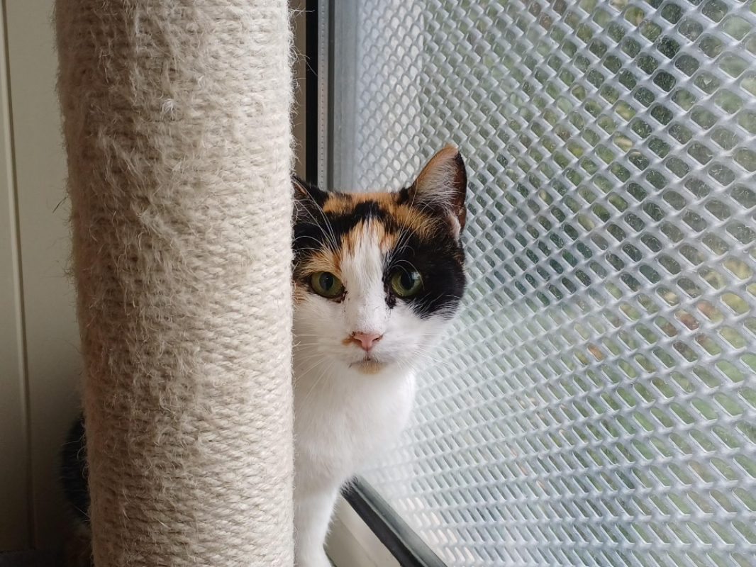 Photo #1 de Savanne ctte