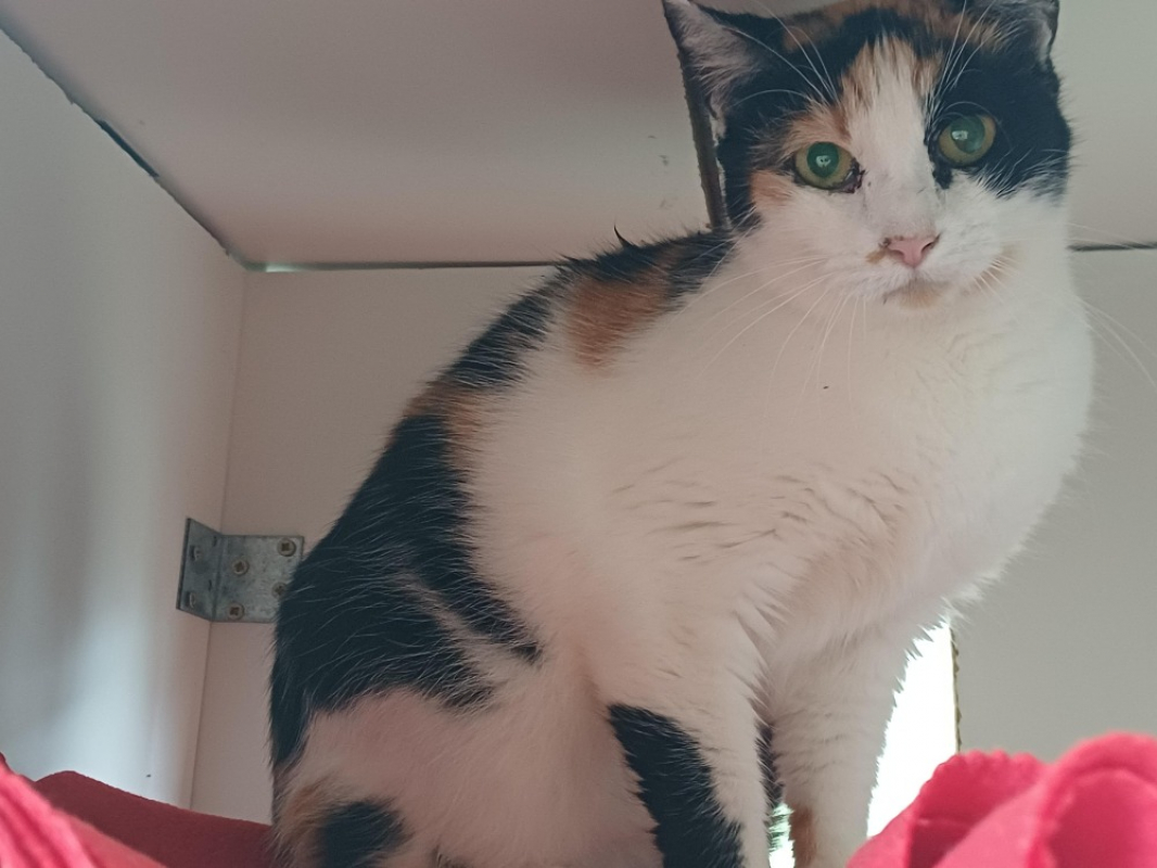 Photo #2 de Savanne ctte