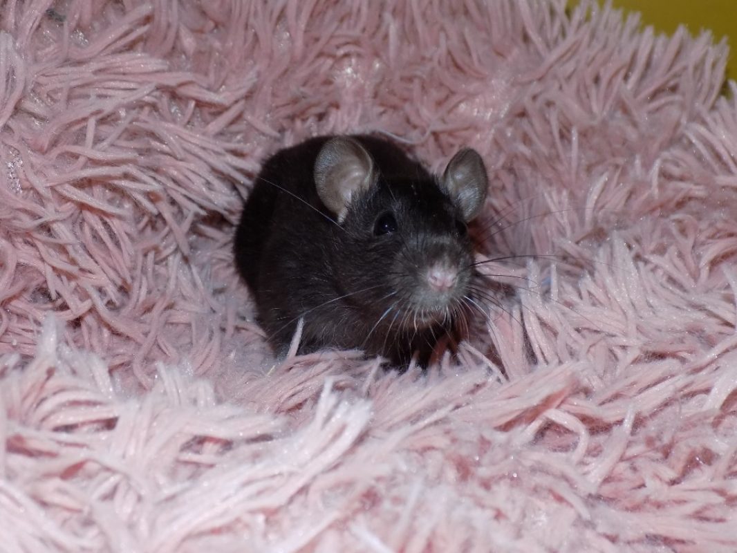 Hypoténuse - Rongeur Rat à adopter