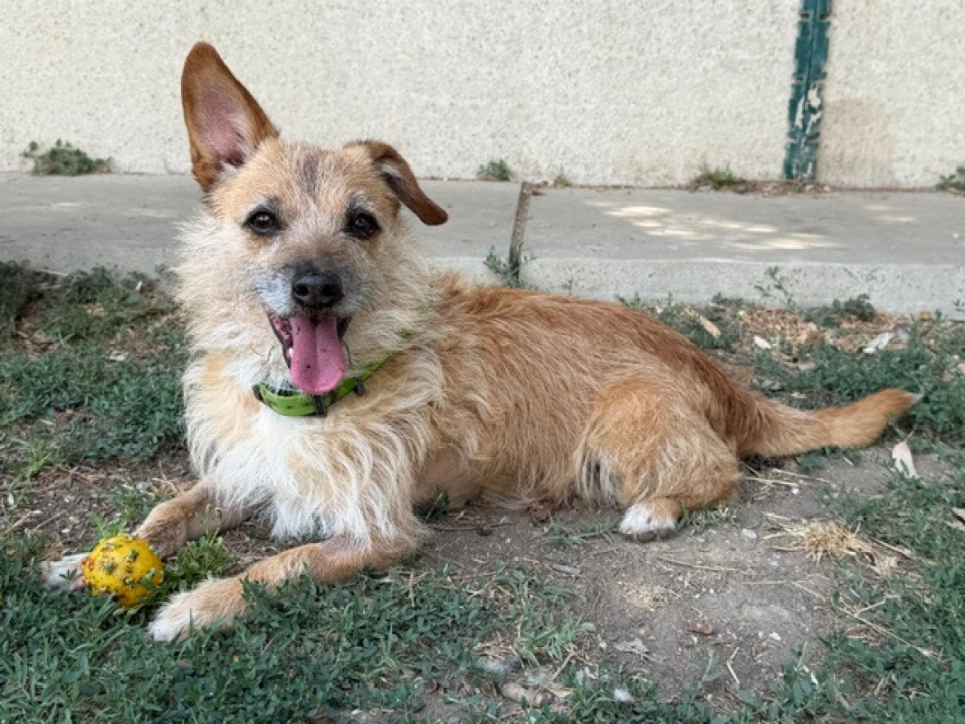 Moncaillou - Chien Briquet Griffon Vendéen à adopter