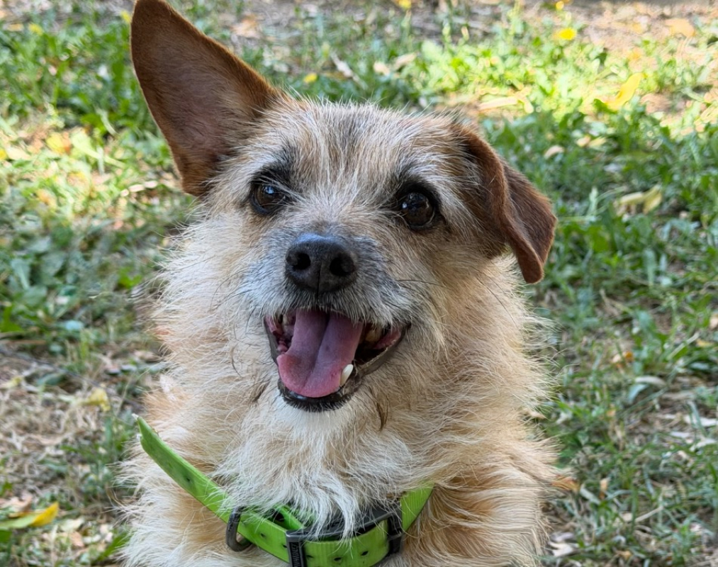 Moncaillou - Chien Briquet Griffon Vendéen à adopter - photo 3