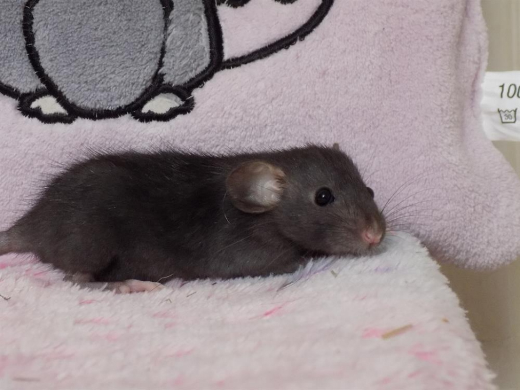 Photo #2 de Ellipse