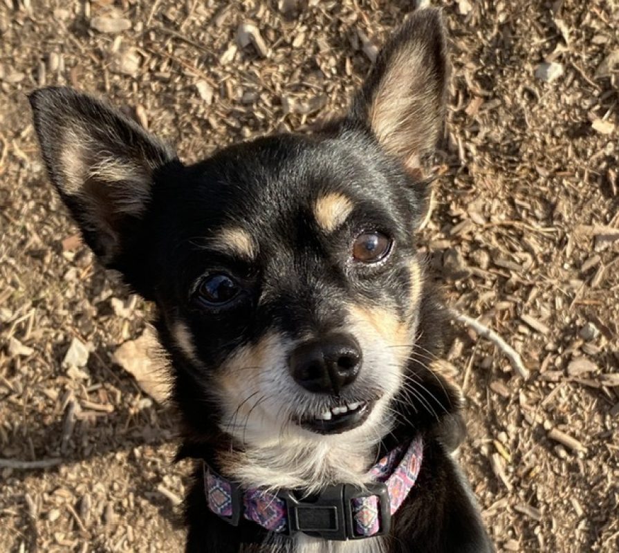 Harakiri - Chien Chihuahua à adopter