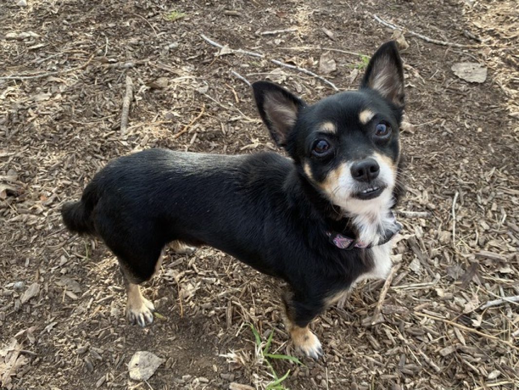 Harakiri - Chien Chihuahua à adopter - photo 2