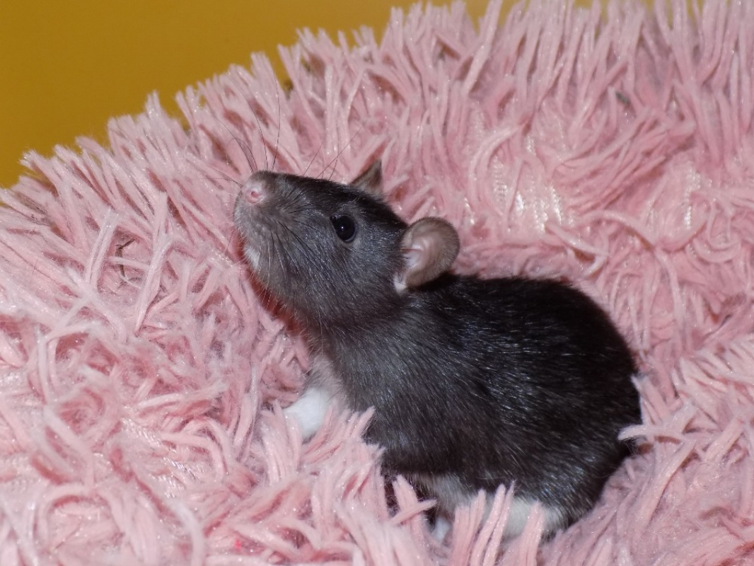 Abscisse - Rongeur Rat à adopter