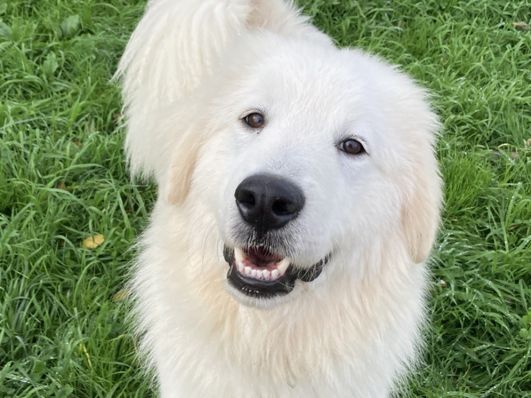 Photo #1 de Alpha réservé