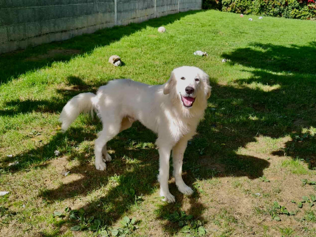 Photo #2 de Alpha réservé