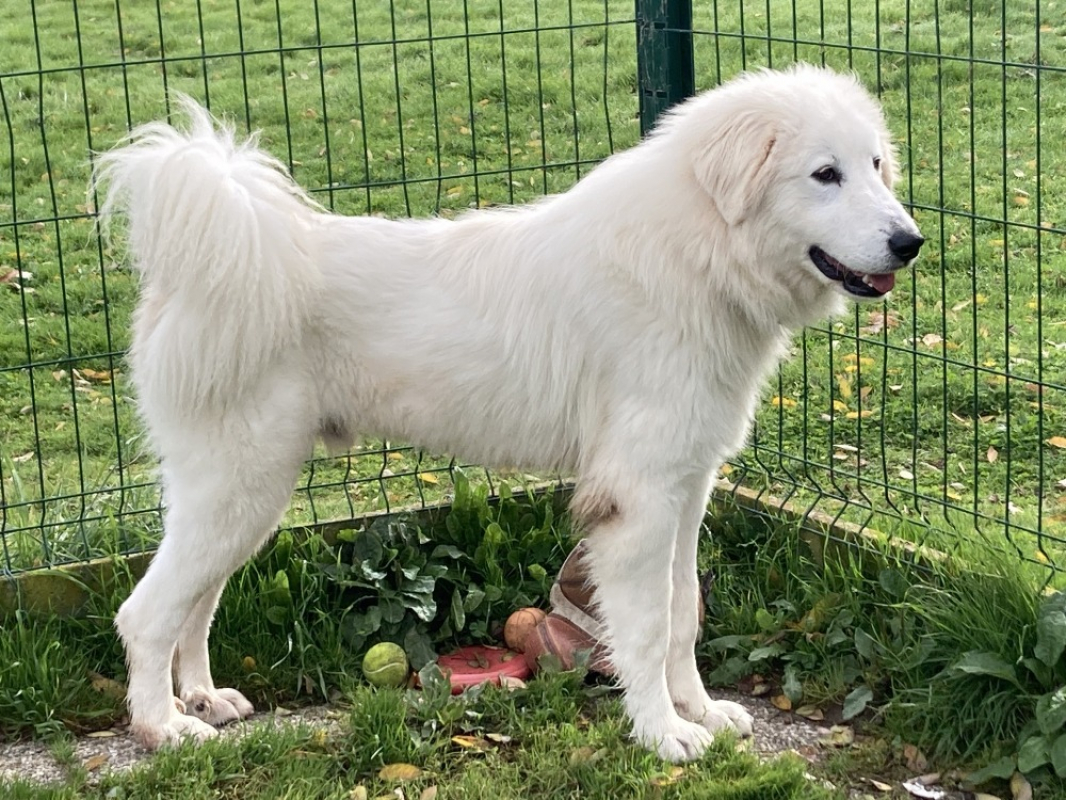 Photo #3 de Alpha réservé