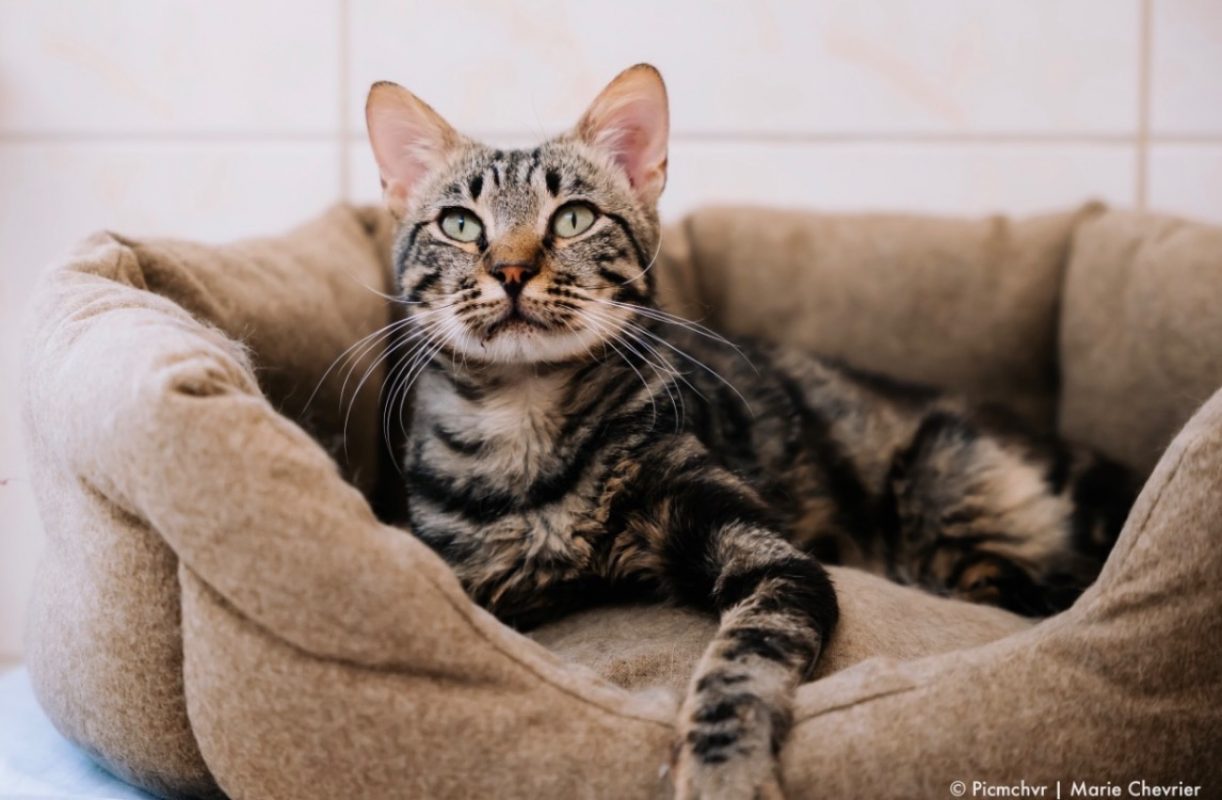 Ezyo - Chat Européen à adopter