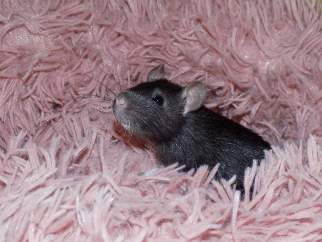 Sinusoïde - Rongeur Rat à adopter
