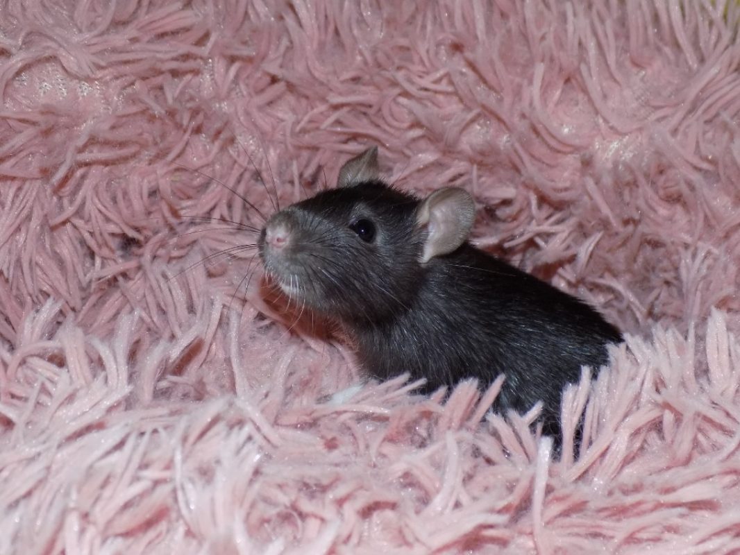 Sinusoïde - Rongeur Rat à adopter