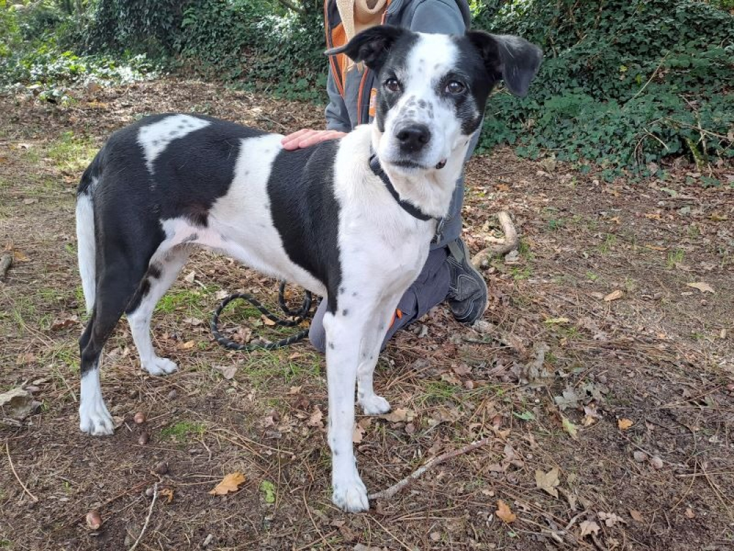 Photo #1 de Groseille