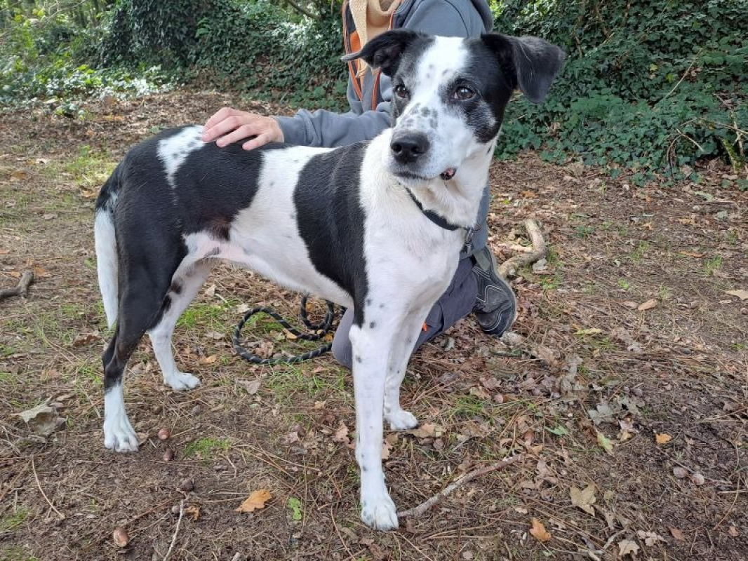 Photo #2 de Groseille