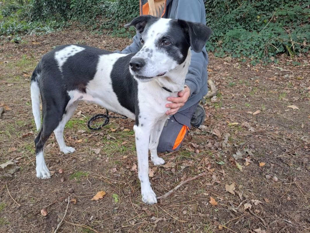 Photo #3 de Groseille