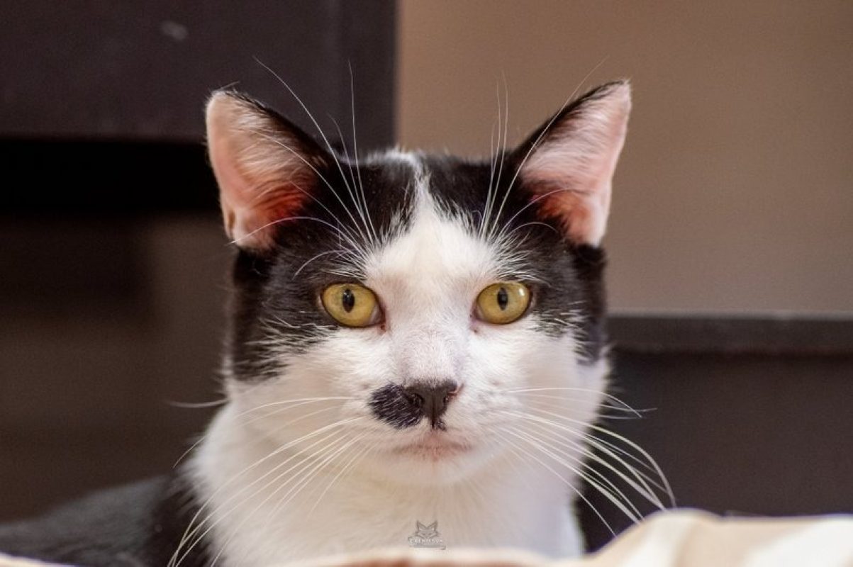 Benny - Chat Européen à adopter