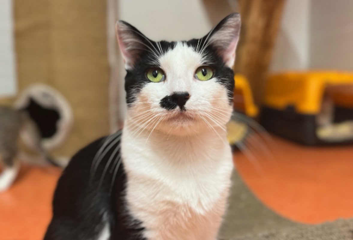 Benny - Chat Européen à adopter - photo 2