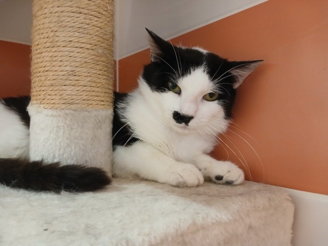 Benny - Chat Européen à adopter - photo 3