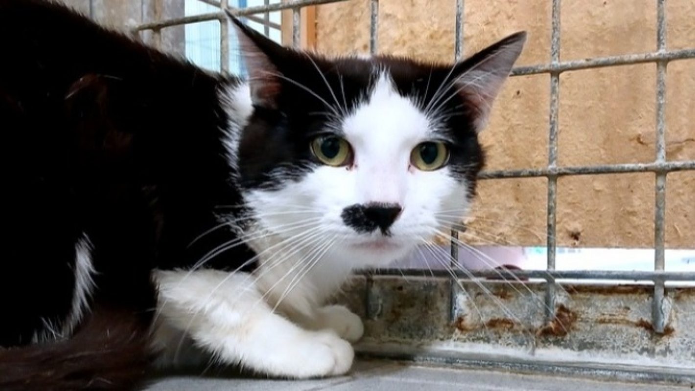 Benny - Chat Européen à adopter - photo 4