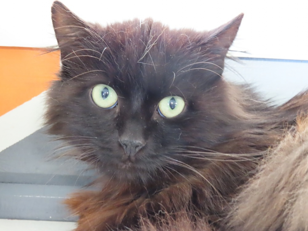 Photo #1 de Cachemir