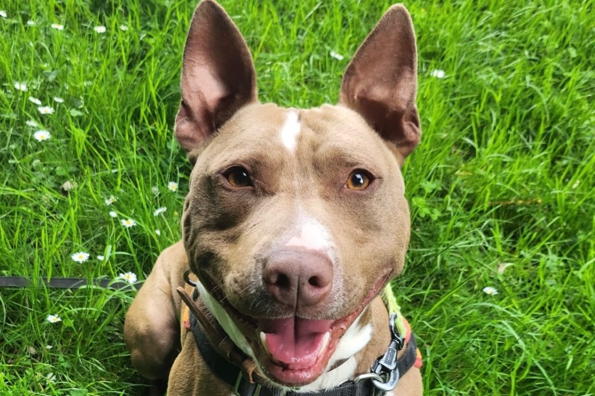Joker - Chien Bouledogue Américain à adopter