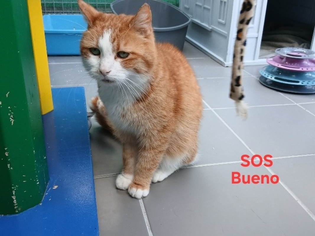 Bueno dit doudou - Chat Européen à adopter - photo 2
