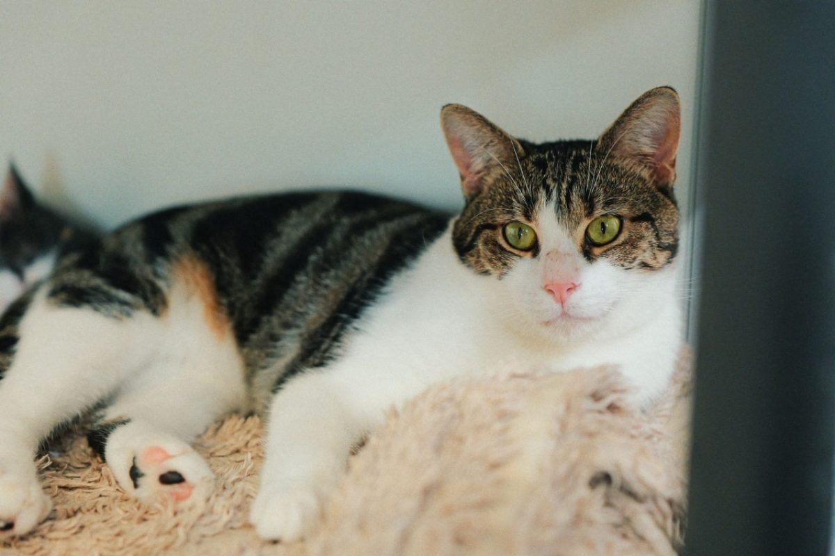 Edgar - Chat Européen à adopter