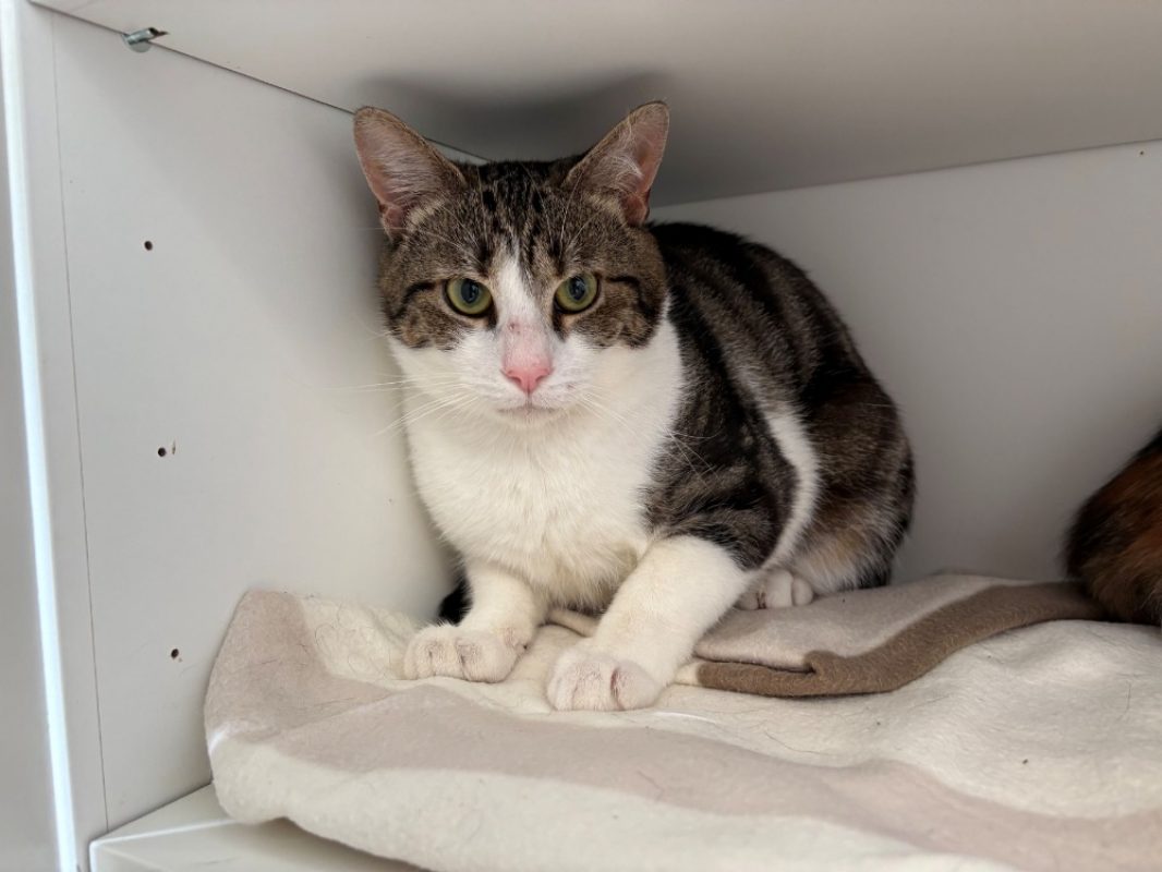 Edgar - Chat Européen à adopter - photo 2