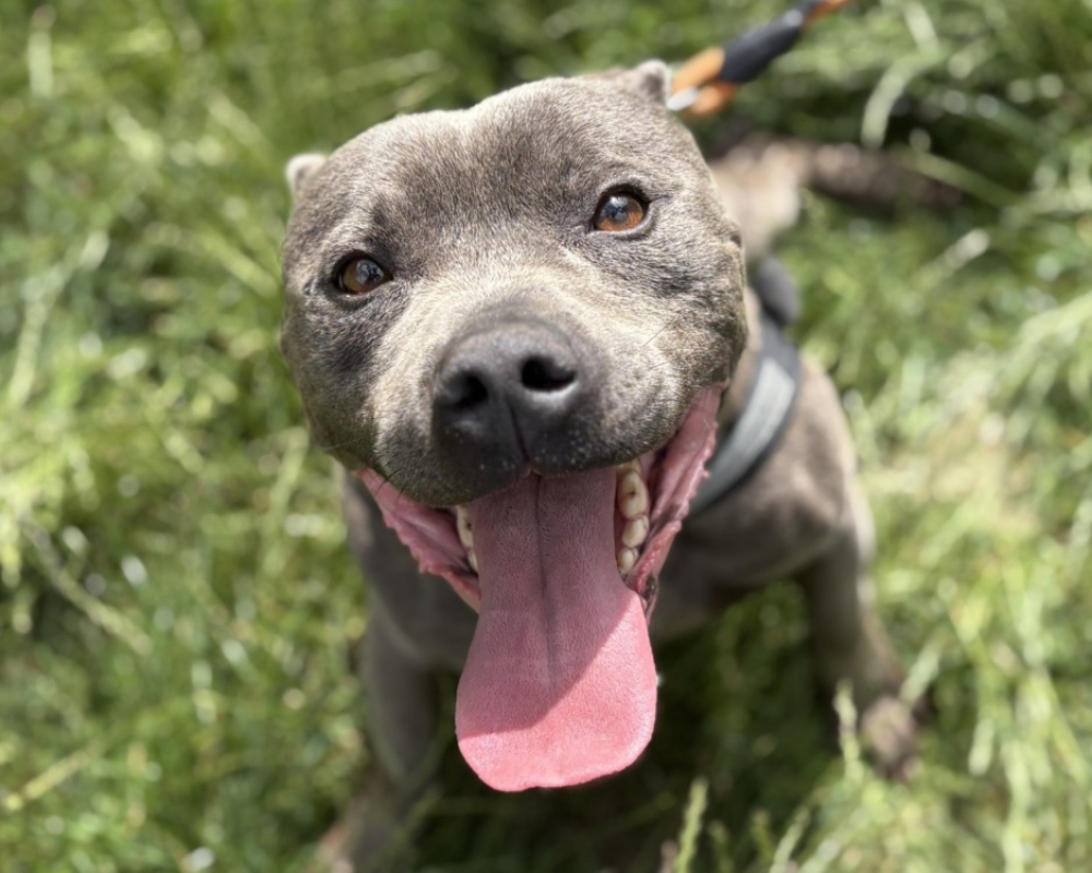 Photo de Sultan tyson