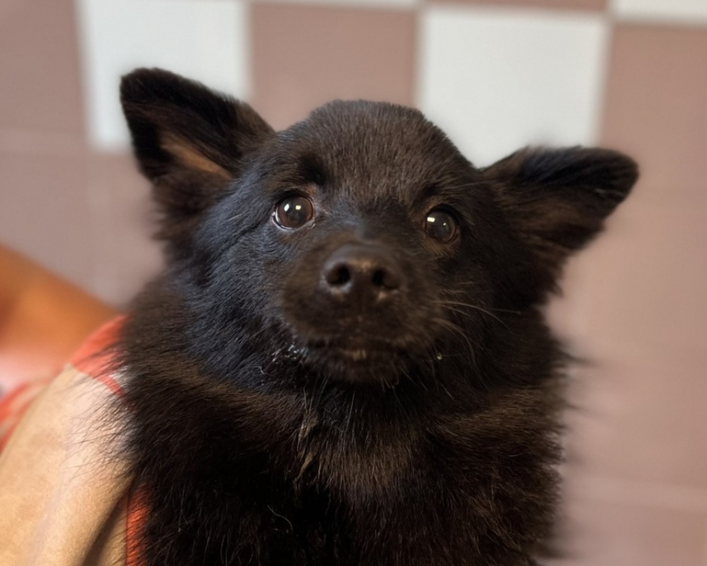 Photo de Coco
