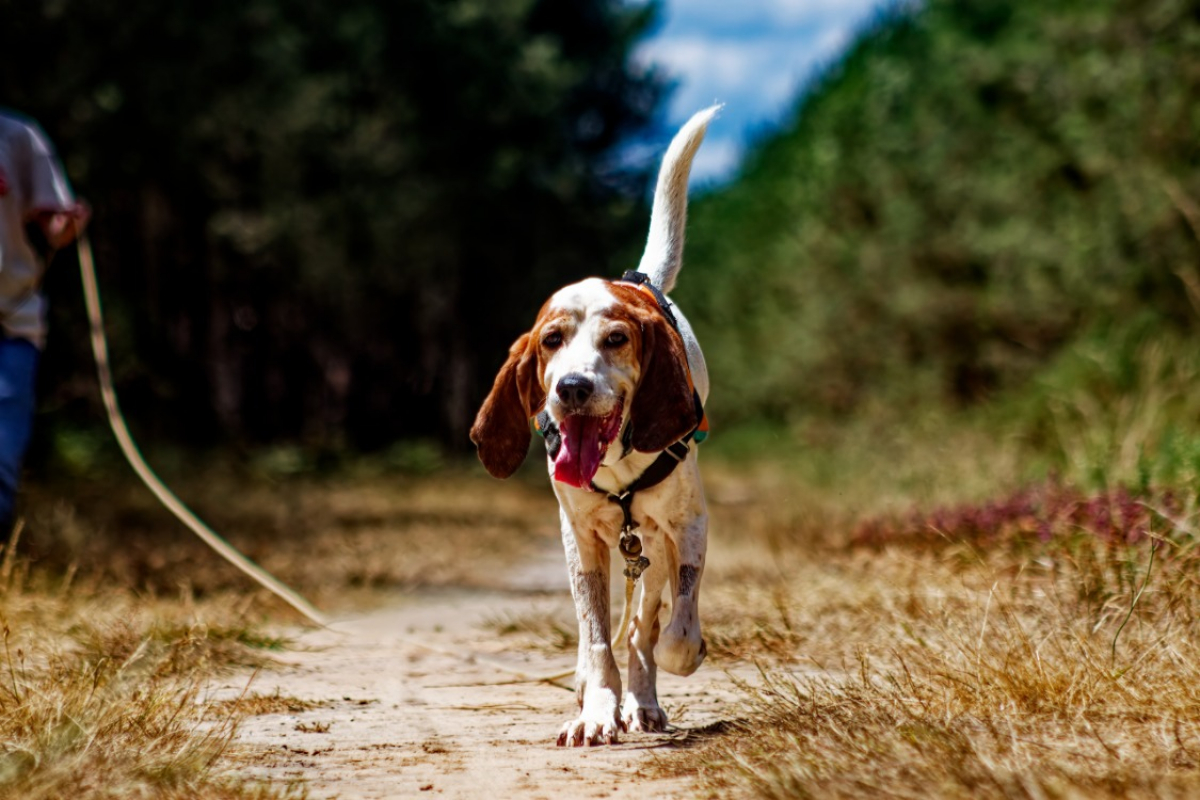 Marcel - Chien à adopter