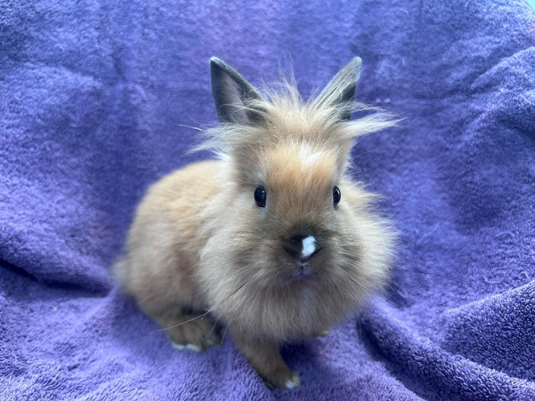 Photo de Milo