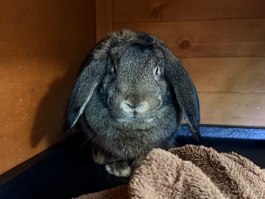 Photo de Pipoune