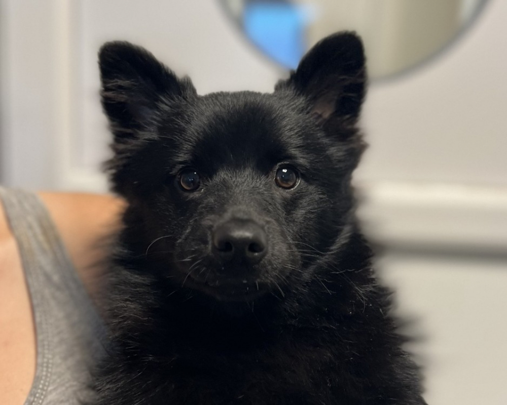 Photo de Roxy