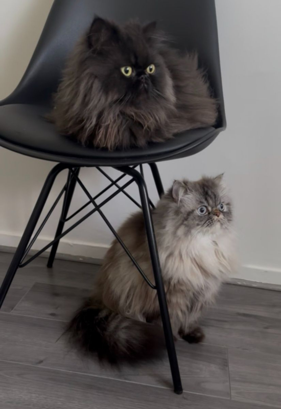 Photo #4 de Tchalla et Yuumi 2 frères inséparables