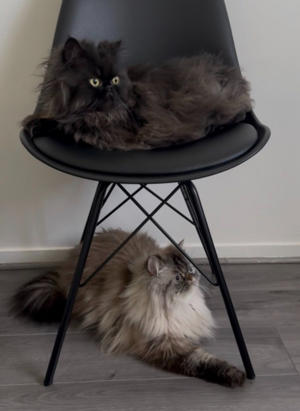 Photo #1 de Tchalla et Yuumi 2 frères inséparables
