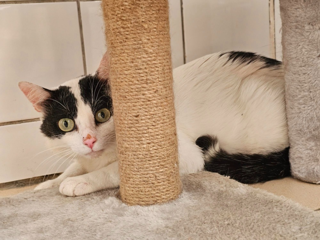 Mojo - Chat Européen à adopter