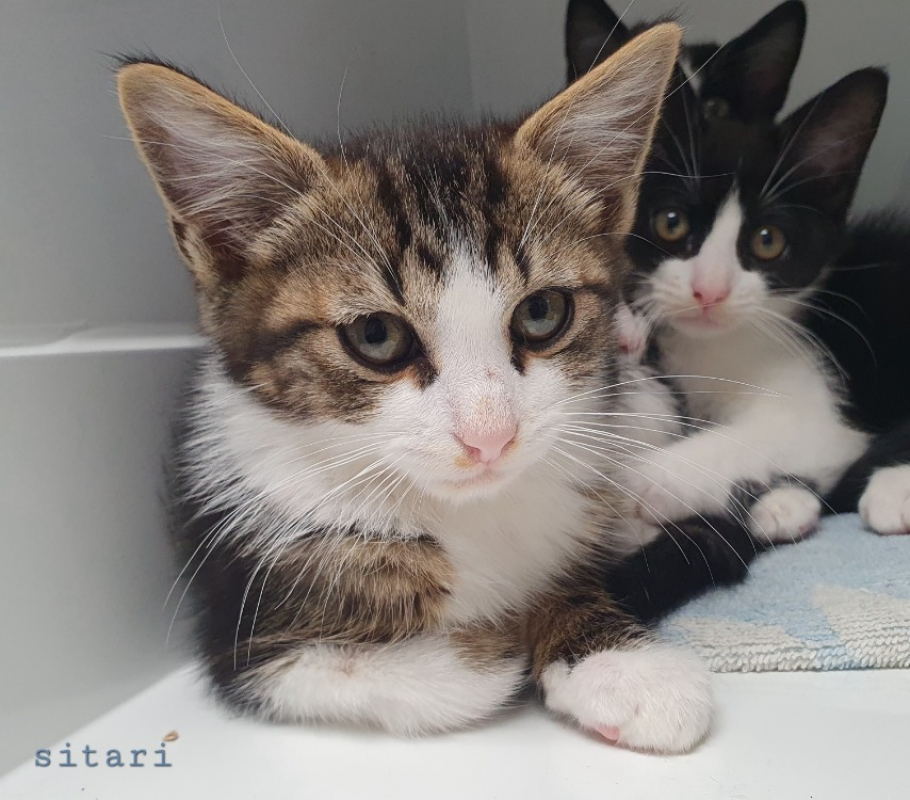 Photo de Sitari