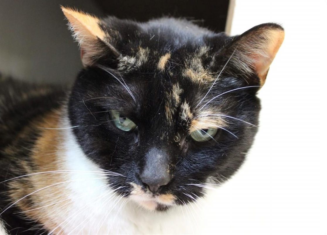 Orly - Chat Européen à adopter