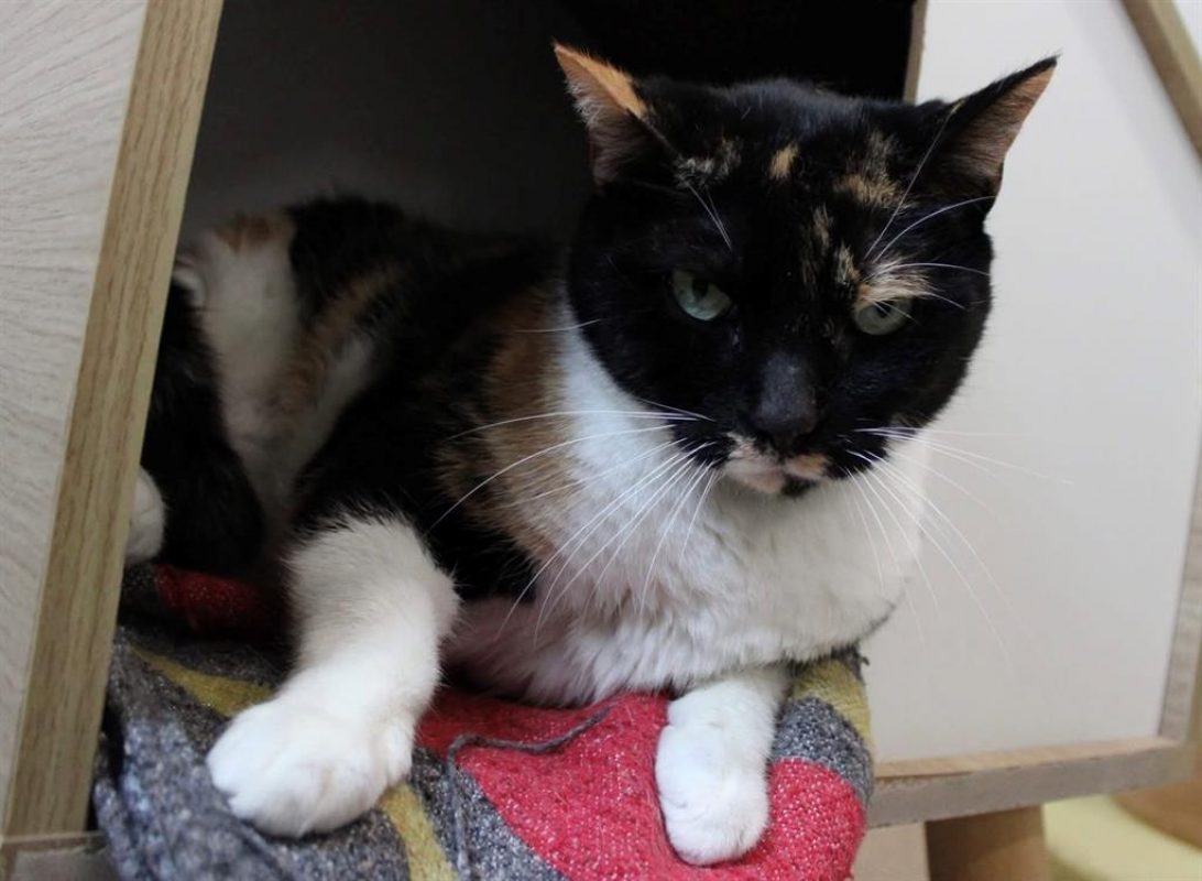 Orly - Chat Européen à adopter - photo 2