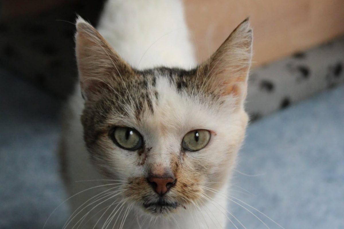 Arturo - Chat Européen à adopter