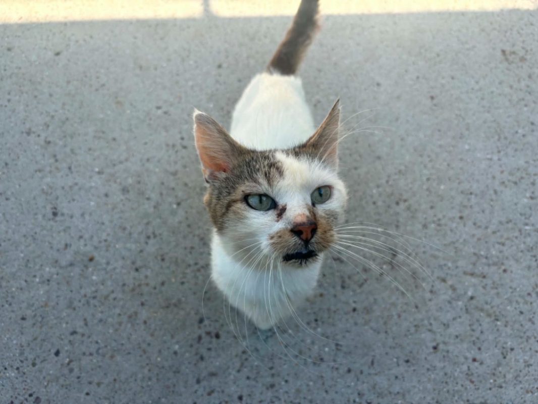 Arturo - Chat Européen à adopter - photo 2
