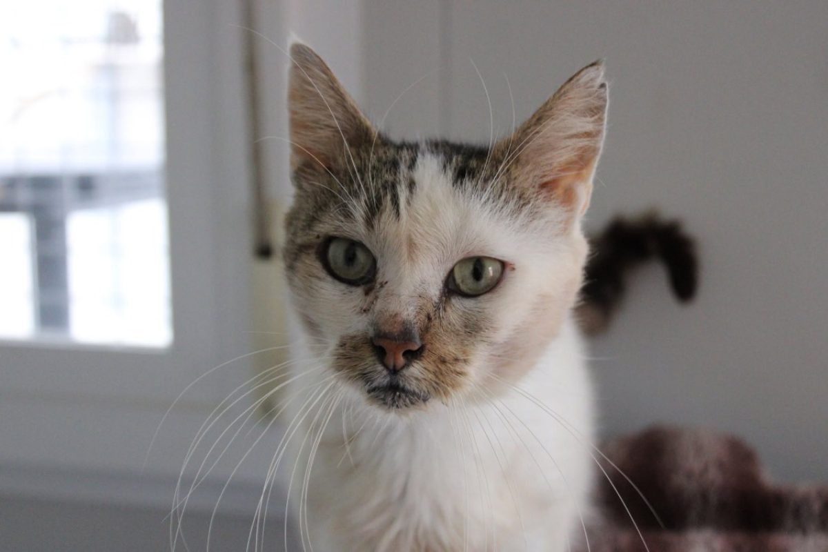 Arturo - Chat Européen à adopter - photo 3