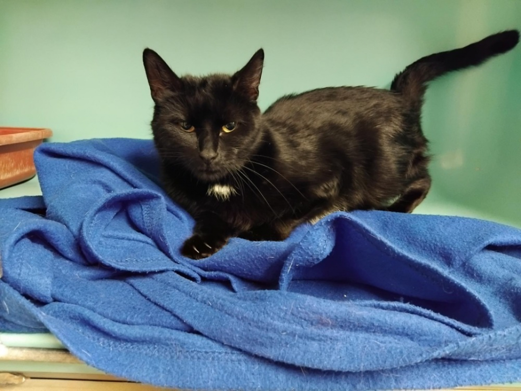 Photo #2 de Etna pab28005