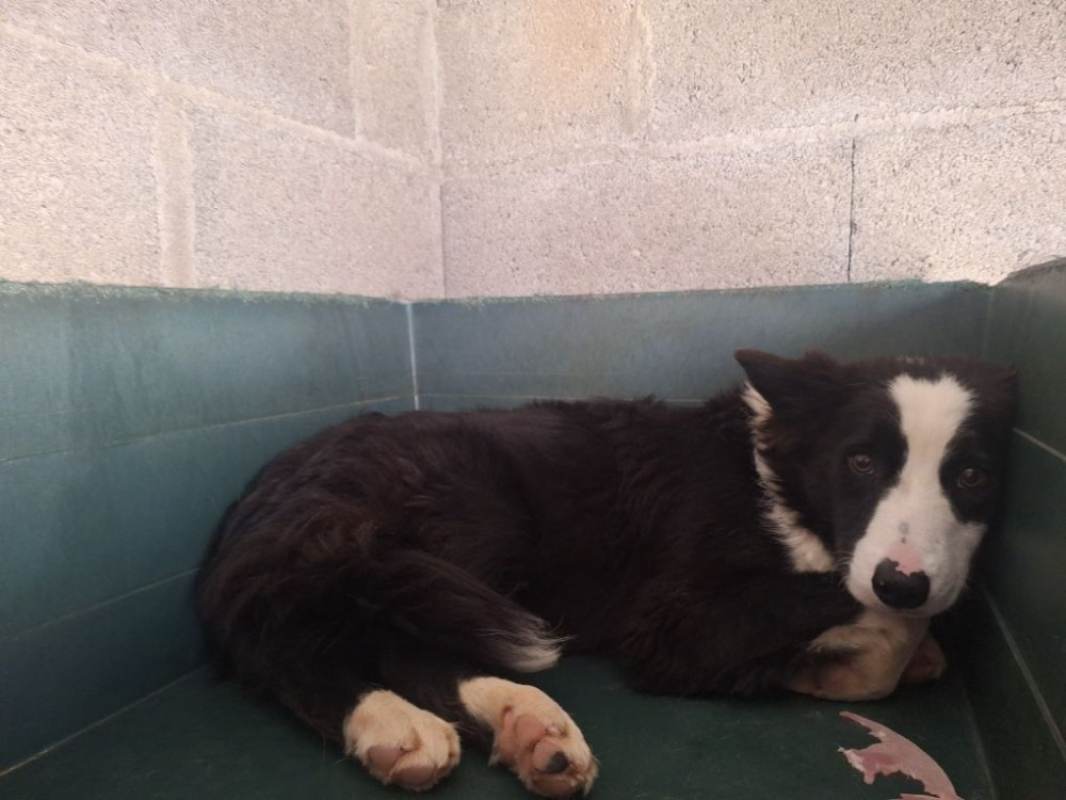 Photo #2 de Otis